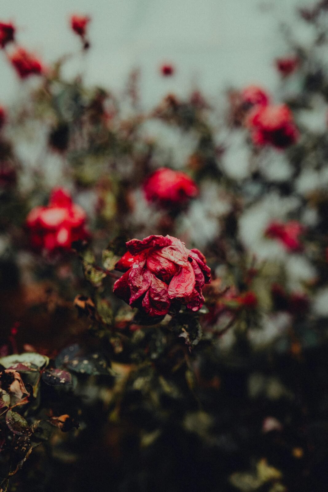 pexels-connorscottmcmanus-35285714